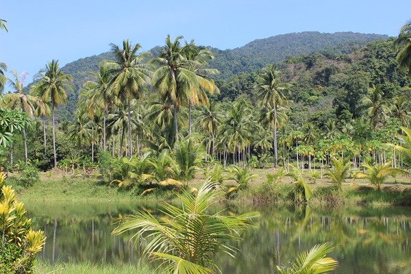 A Thailand forest with palm trees around a lake.