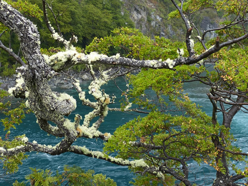 River in Chile with trees