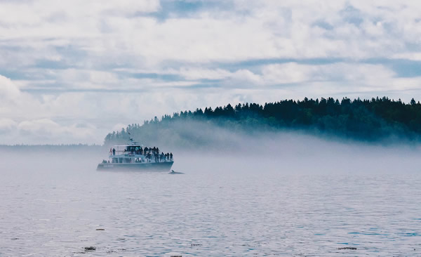 Whalewatching in Nova Scotia