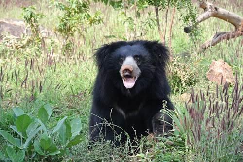 Bear in India