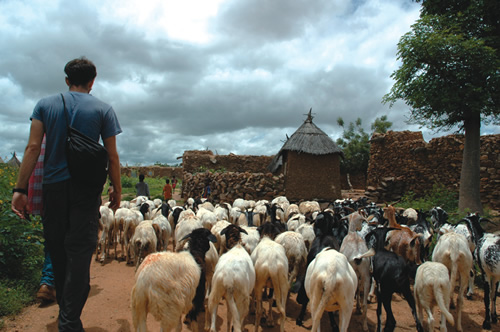 Herd of Sheep in Dogon Village