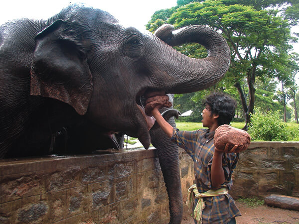 Feeding the elephant