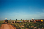 Summer and seasonal farm work in Australia.