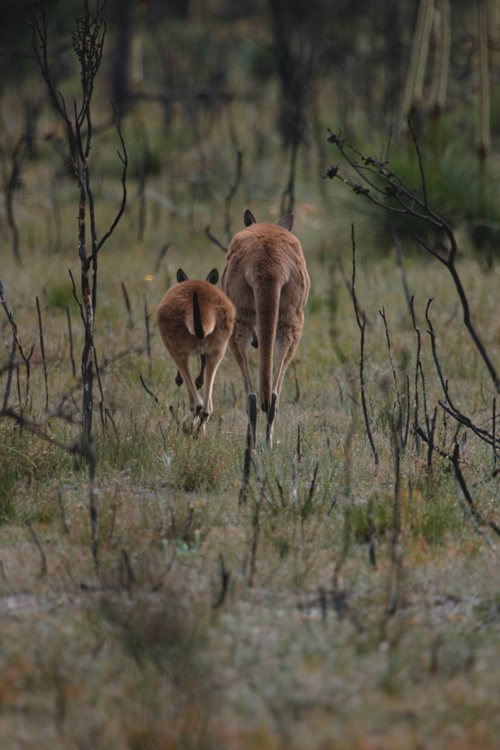 Kangaroos in Grampian National Park