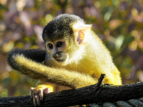 Volunteer to help Capuchin monkey