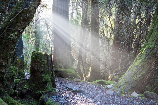 Forest walk in Tasmania.