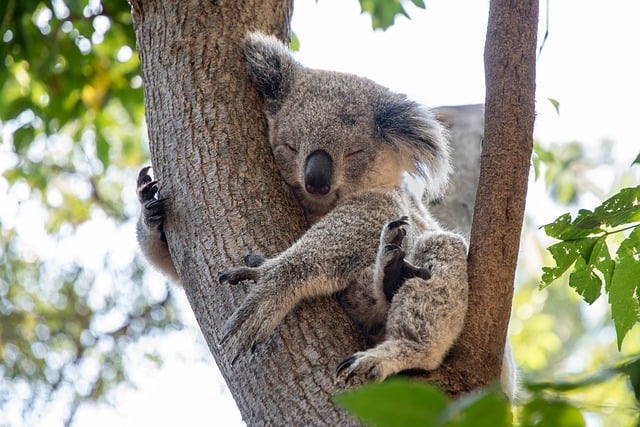 A koala bear in a park near Brisbane