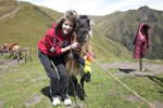 With Llama in Ecuador