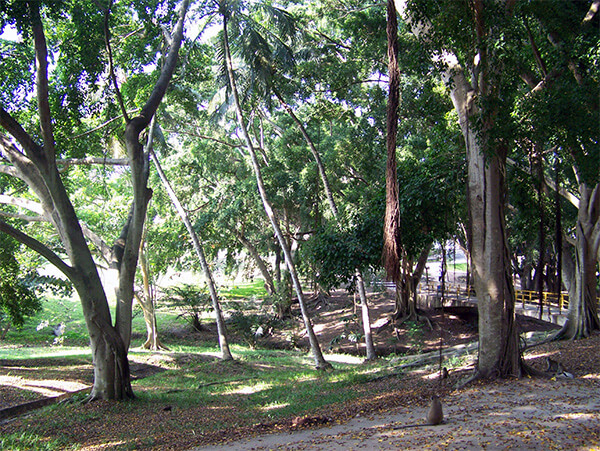 Academic bridge in the forest on the campus of Dar Es Salaam in Tanzania.