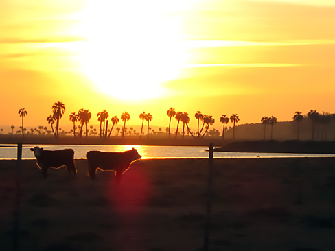 Cows in Uruguay