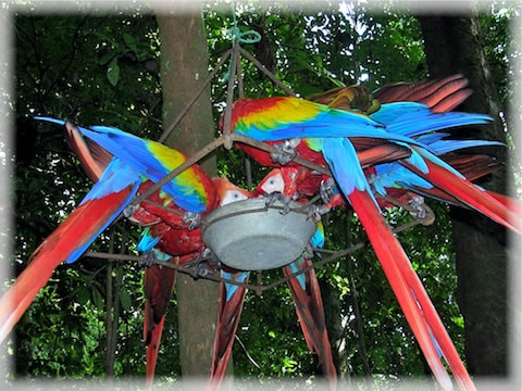 Scarlet Macaws in Costa Rica