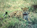 Pantanal in Brazil