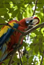 Macaw