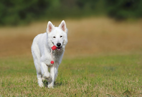 Moving overseas with your pet, like this beautiful white dog.