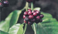Coffee trail India